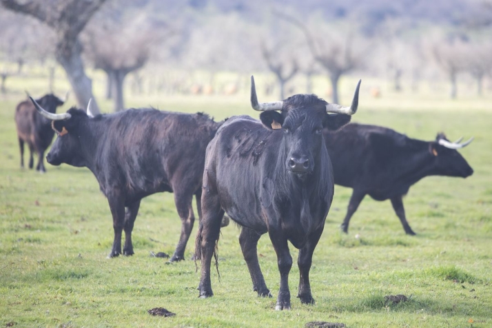 La huella de Domingo Hern&aacute;ndez a&uacute;n perdura en Tragunt&iacute;a | Imagen 2