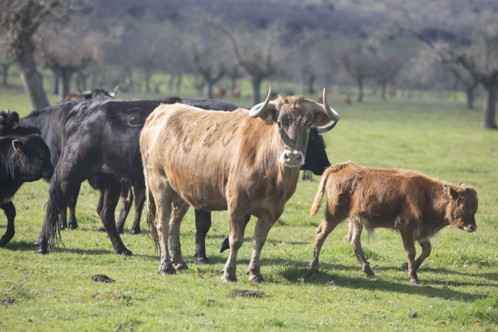 La huella de Domingo Hern&aacute;ndez a&uacute;n perdura en Tragunt&iacute;a | Imagen 4