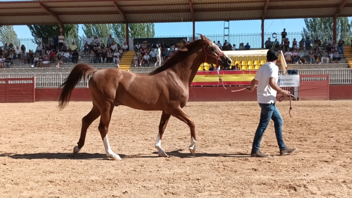 V&Iacute;DEO | Talavante, el caballo con sangre de duques y nombre de torero que reina en Salamaq | Imagen 3