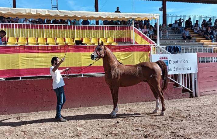 V&Iacute;DEO | Talavante, el caballo con sangre de duques y nombre de torero que reina en Salamaq | Imagen 1