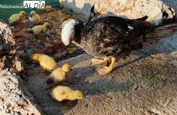 La nueva atracci&oacute;n en el estanque de la Alamedilla: nueve patitos junto a su mam&aacute; | Imagen 1