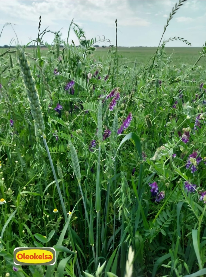 Oleokelsa: F&oacute;rmulas de forraje a medida para maximizar la rentabilidad de los agricultores y ganaderos | Imagen 1