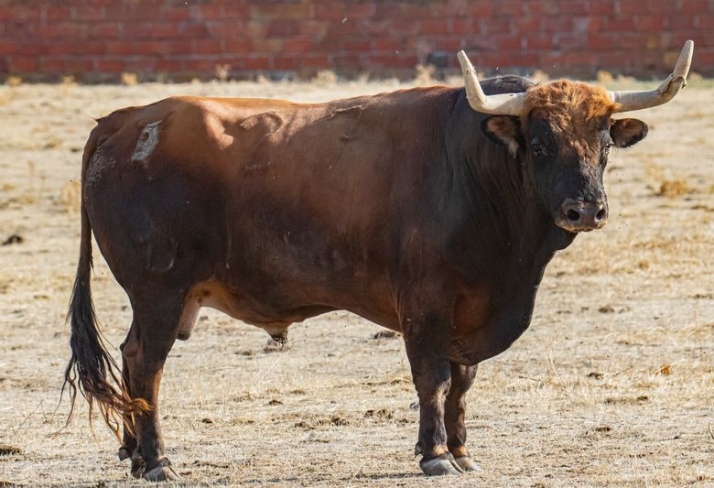 Un imponente toro de 720 kilos protagoniza el caj&oacute;n de Alba | Imagen 2