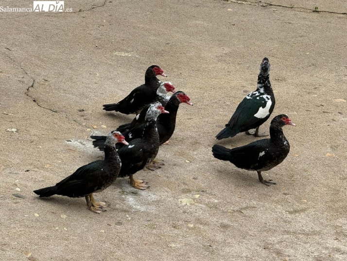 Dietas reforzadas, dep&oacute;sitos con agua, duchas refrescantes y redes en las ventanas: As&iacute; fue el reto de cuidar a los patos de La Alamedilla y Los Jesuitas durante su confinamiento | Imagen 1