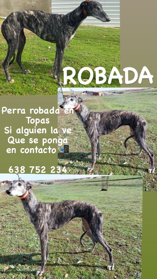 Piden ayuda para encontrar a una perra robada en Topas | Imagen 1