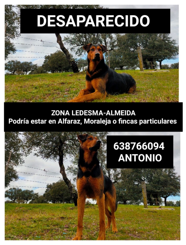 &iquest;Has visto a este perro? Su due&ntilde;o lo busca en la zona de Ledesma - Almeida | Imagen 1