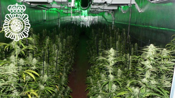 Tres años de cárcel por cultivar marihuana y defraudar luz en Peñasolana | Imagen 1