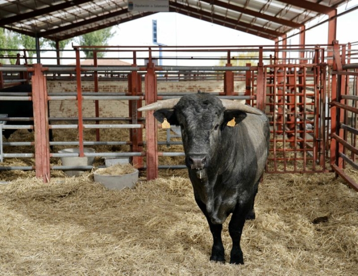 Resultados de los concursos morfol&oacute;gicos de ganado selecto celebrados este s&aacute;bado en Salamaq | Imagen 3