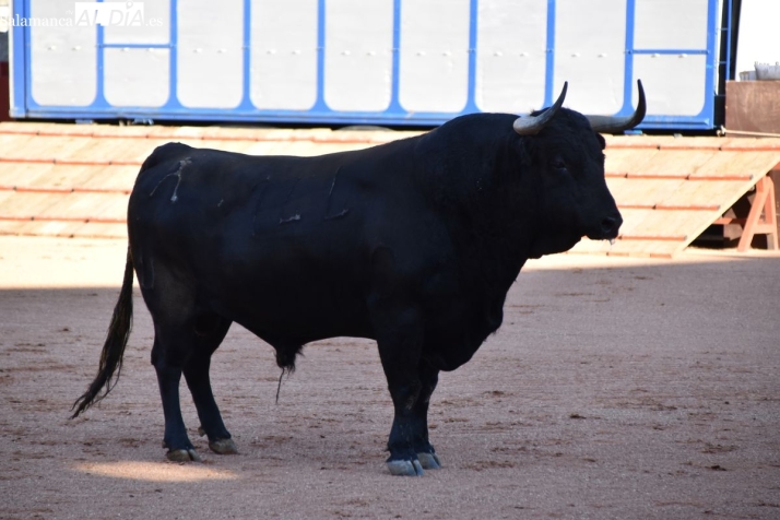 Manuel N&uacute;&ntilde;ez, ganadero de Vellosino: "Afrontamos este compromiso con mucha responsabilidad y gran felicidad" | Imagen 2