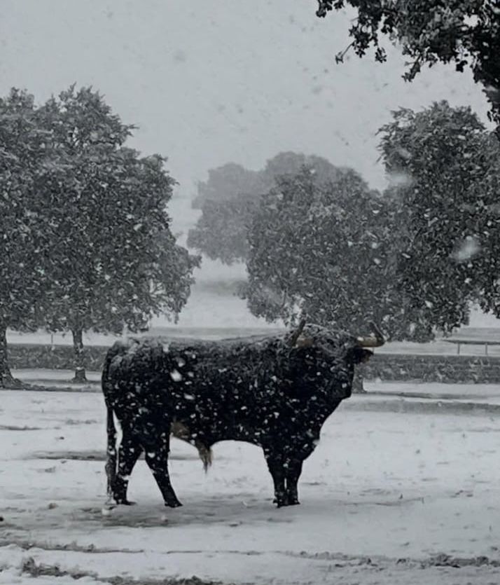 V&Iacute;DEO | La bravura se abre paso entre la nevada | Imagen 1