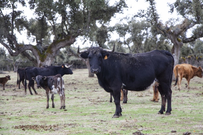 Toros del Pic&oacute;n, un sue&ntilde;o que se convirti&oacute; en realidad en el coraz&oacute;n del Campo Charro (FOTOS) | Imagen 1