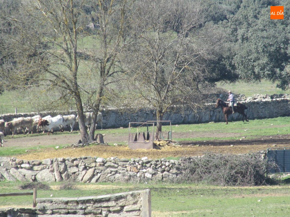 Foto 4 - Herradero en Rollanejo, una tradición del Campo Charro  