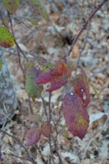Foto 5 - Camino de las Raíces, la huella de la memoria