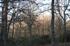 Foto 3 - Camino de las Raíces, la huella de la memoria