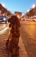 Foto 6 - Crufts, la mayor exposición canina del mundo