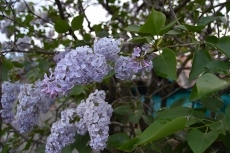 Foto 6 - El bosque como espejo