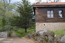 Foto 5 - El bosque como espejo