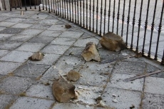 Foto 6 - Importante desprendimiento de una cornisa en la iglesia de San Juan de la Cruz 