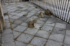 Foto 5 - Importante desprendimiento de una cornisa en la iglesia de San Juan de la Cruz 