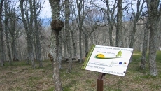 Foto 3 - El Pico Cervero, un lugar para disfrutar por todo lo alto