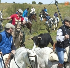 Foto 3 - Vibrante primer encierro de la larga temporada taurina de la comarca