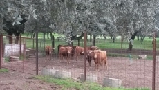 Erales de Miguel Moro para el sábado de Corpus