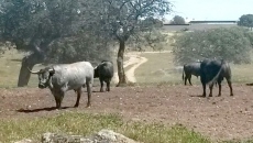 Toros de Victorino Martín para el 16 de agosto en Vitigudino