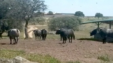 Toros de Victorino Martín para el 16 de agosto en Vitigudino