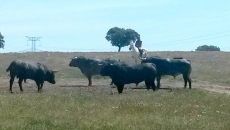 Toros de Victorino Martín para el 16 de agosto en Vitigudino