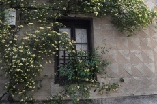 Foto 6 - Caminando entre los sueños prodigiosos de los bosques