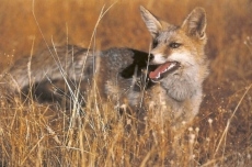 Foto 4 - Control de depredadores: la caza del zorro en madriguera (I)