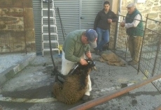 Foto 4 - Nuevo éxito de público en la Miniferia de la Motila del Asador Tino 