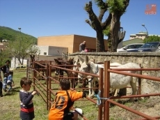 Feria de ganado 2014 / FOTO: Ana Vicente