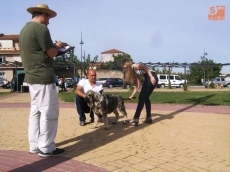 Foto 3 - Los mastines pasean su porte y gran tamaño por la villa