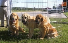 Foto 5 - Los mastines pasean su porte y gran tamaño por la villa