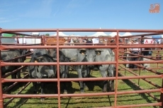 Foto 6 - La feria de ganado de Lumbrales gana en cantidad y calidad