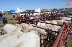 Foto 5 - La feria de ganado de Lumbrales gana en cantidad y calidad