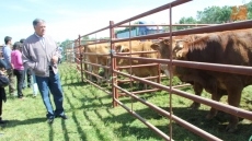 Foto 4 - La feria de ganado de Lumbrales gana en cantidad y calidad