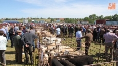 Foto 3 - La feria de ganado de Lumbrales gana en cantidad y calidad