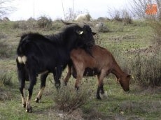 Foto 4 - Del encanto de la trashumancia, a la tradici&oacute;n m&aacute;gica del pastoreo en Horcajo