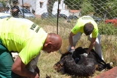 Foto 5 - La Feria de Ganado abre el último día de las fiestas