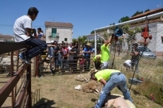 Foto 4 - La Feria de Ganado abre el último día de las fiestas