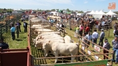 La feria de ganado de Lumbrales gana en cantidad y calidad