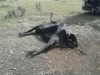 Foto 2 - Los buitres acaban con la vida de una vaca en Alameda de Gardón