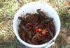 Foto 2 - Junio, mes de cangrejos