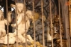 Foto 2 - Trasladan el brazo y el corazón de Santa Teresa al camarín alto junto al sepulcro