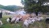 Llegada del rebaño a Sanchotello. FOTO : Béjar Recuerdos