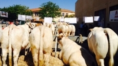 Foto 6 - La calidad prima en la primera Feria de Ganado de La Fuente de San Esteban
