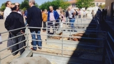 Foto 5 - La calidad prima en la primera Feria de Ganado de La Fuente de San Esteban