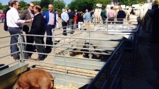 Foto 4 - La calidad prima en la primera Feria de Ganado de La Fuente de San Esteban